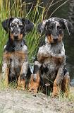 BEAUCERON - PUPPIES 092